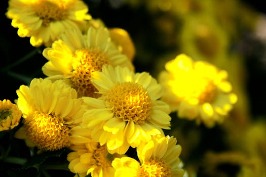 Stunning close-up of vibrant yellow chrysanthemums in full bloom.